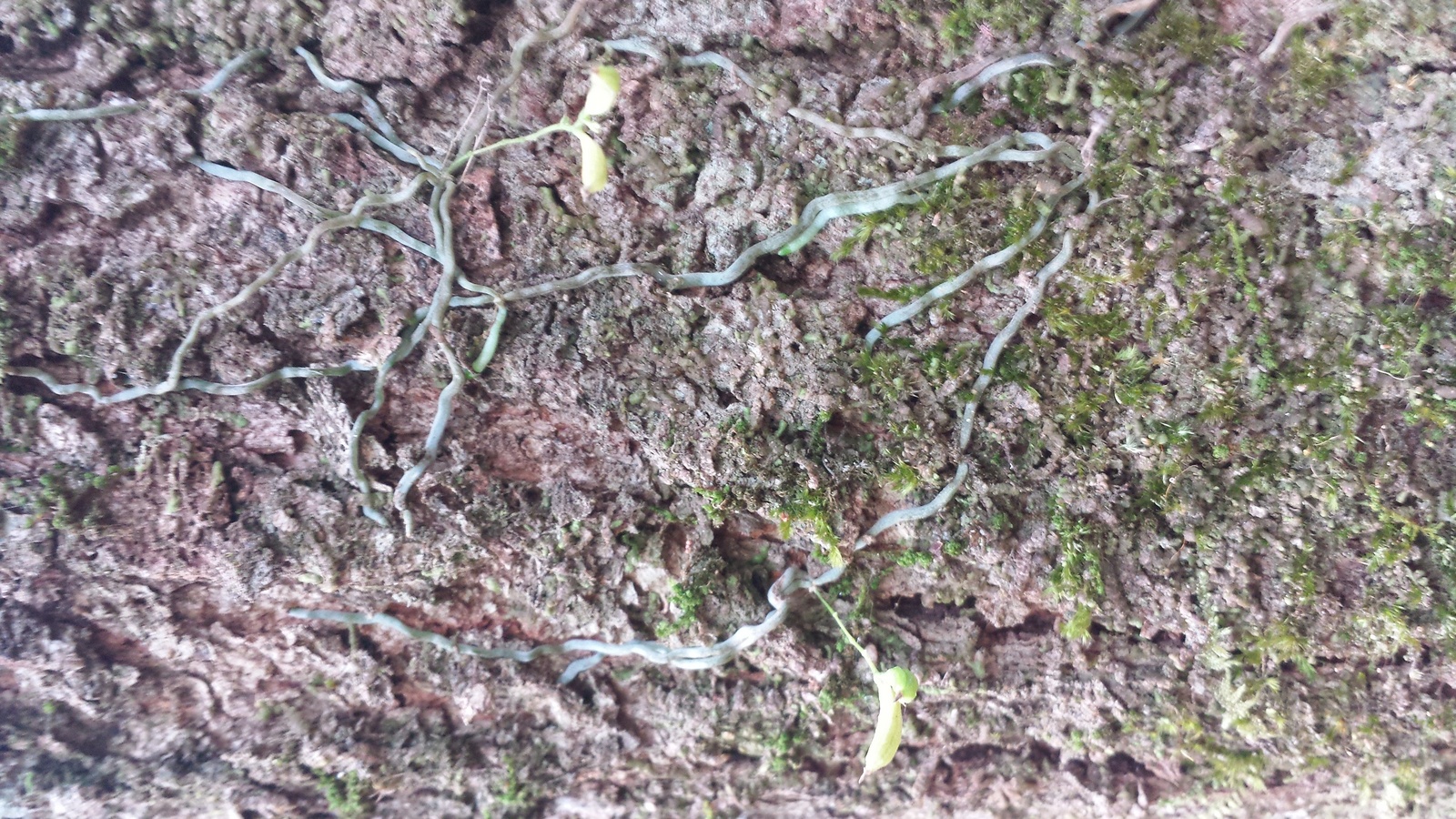 Chain Ribbon Root