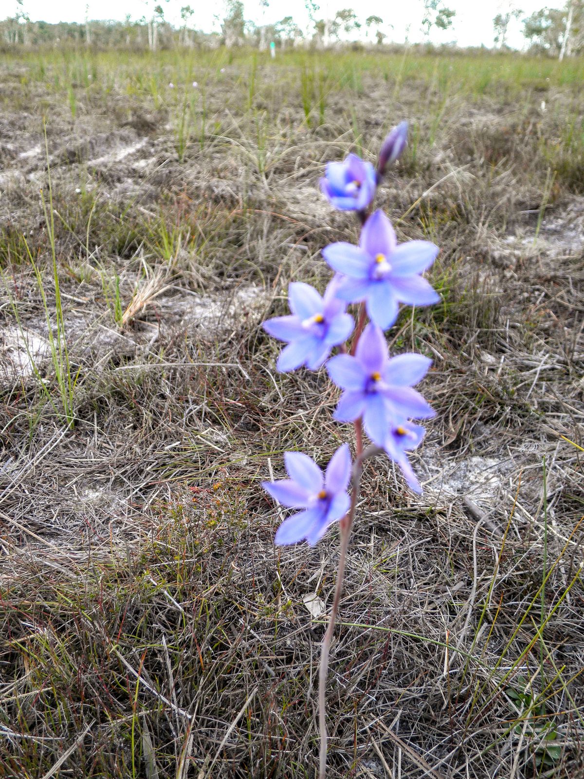 Sun Orchid